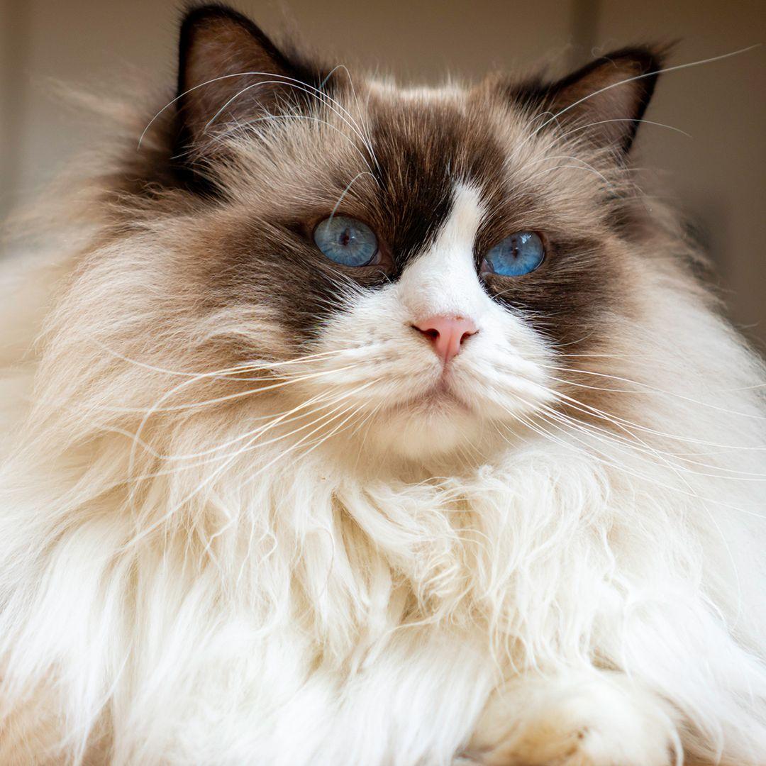 smithsjons