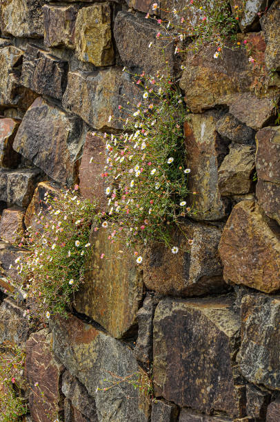 sngine_625fe46d40ed6a87e304011e6f781a7c.png